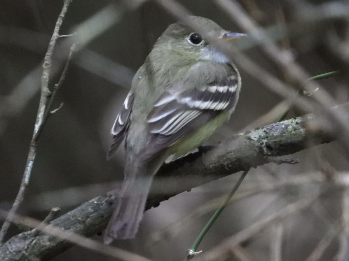 Acadian Flycatcher - John Amoroso