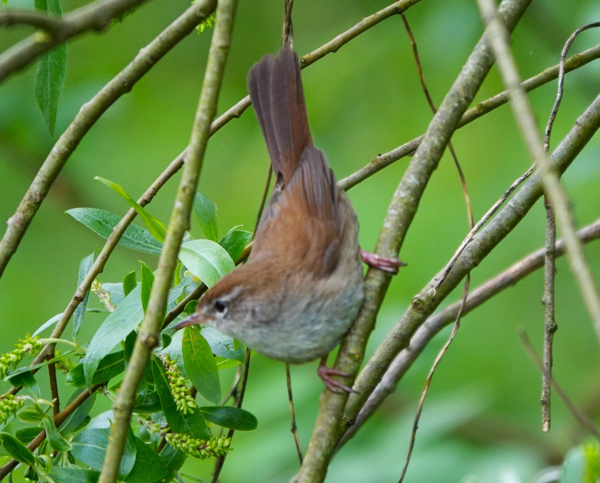 Cetti's Warbler - Bernard Varesi