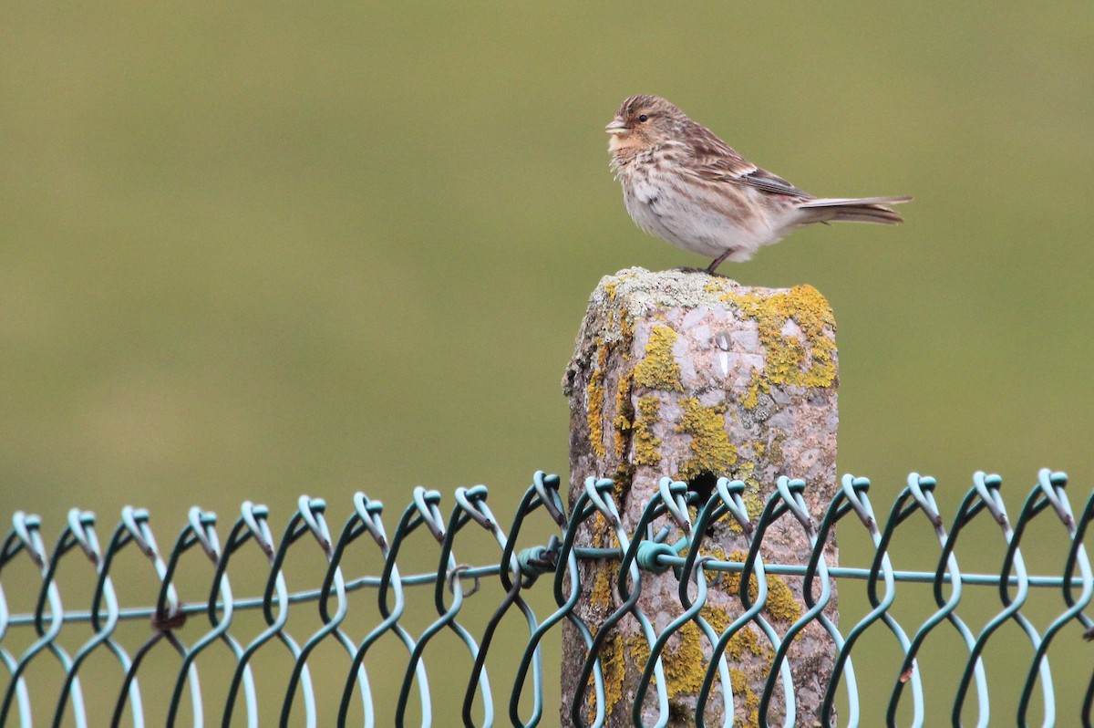 Twite - Alexander Lees