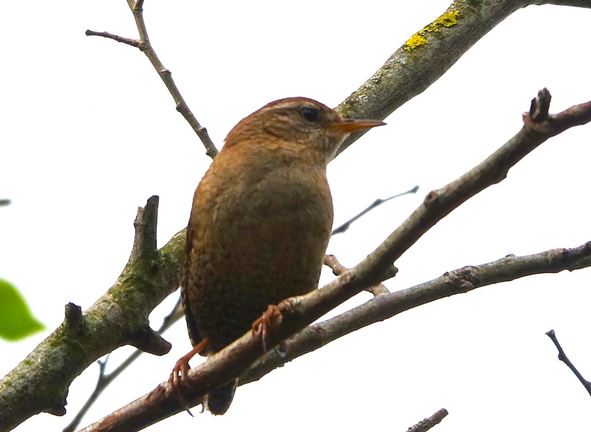 Eurasian Wren - Bernard Varesi