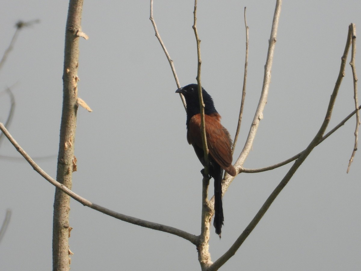 Lesser Coucal - ML618255461