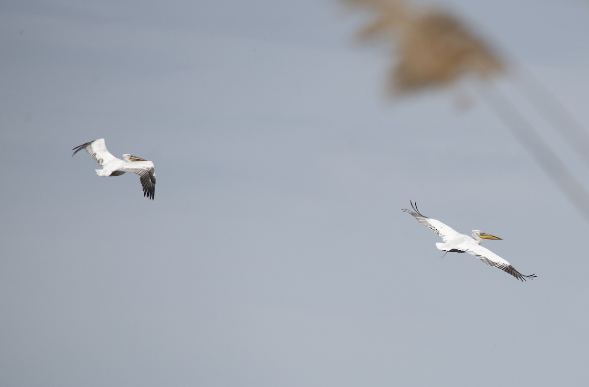 Dalmatian Pelican - Lena Gurdina