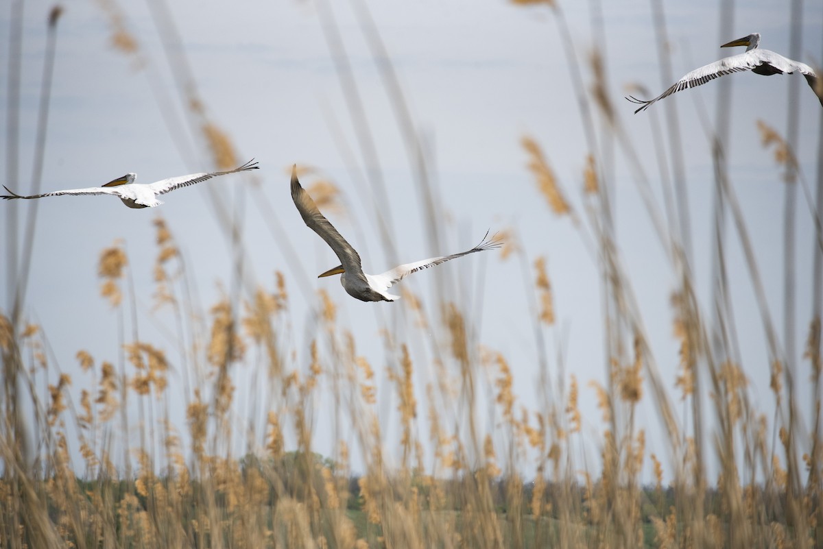 Dalmatian Pelican - Lena Gurdina