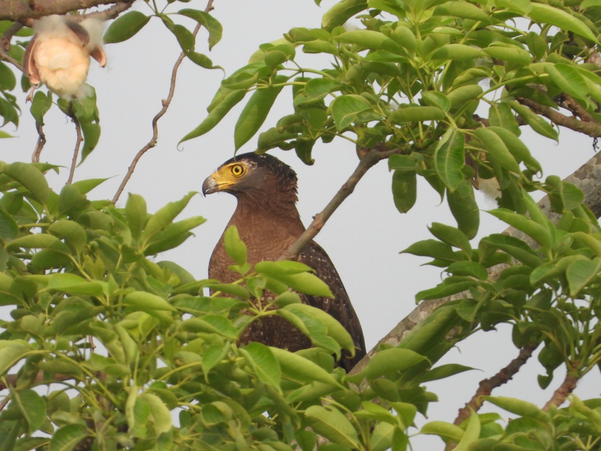 Crested Serpent-Eagle - Chaiti Banerjee