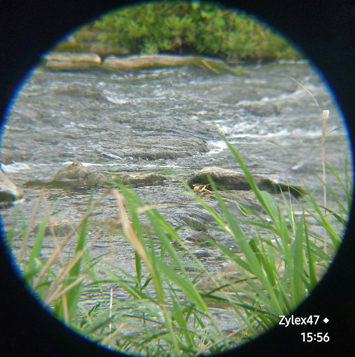 Gray Wagtail - Dusky Thrush