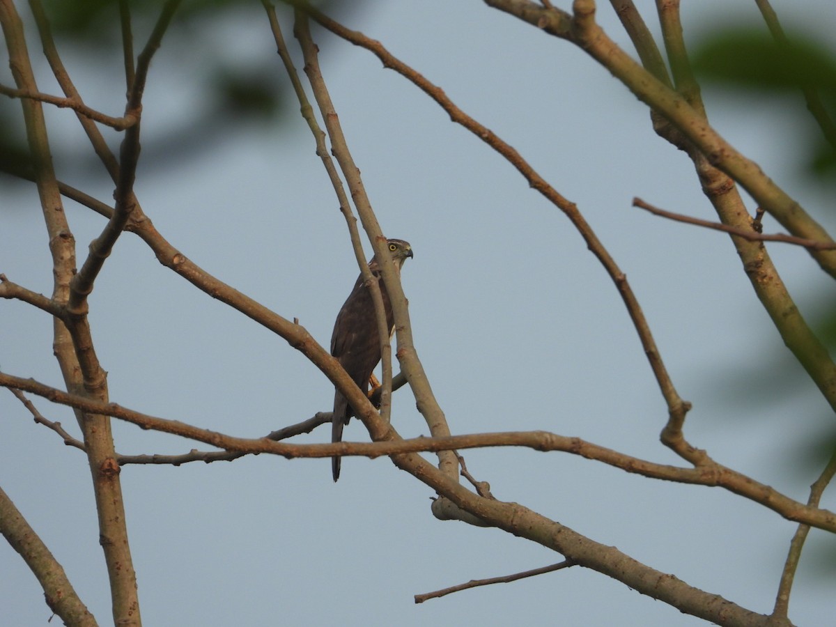 Shikra - Chaiti Banerjee