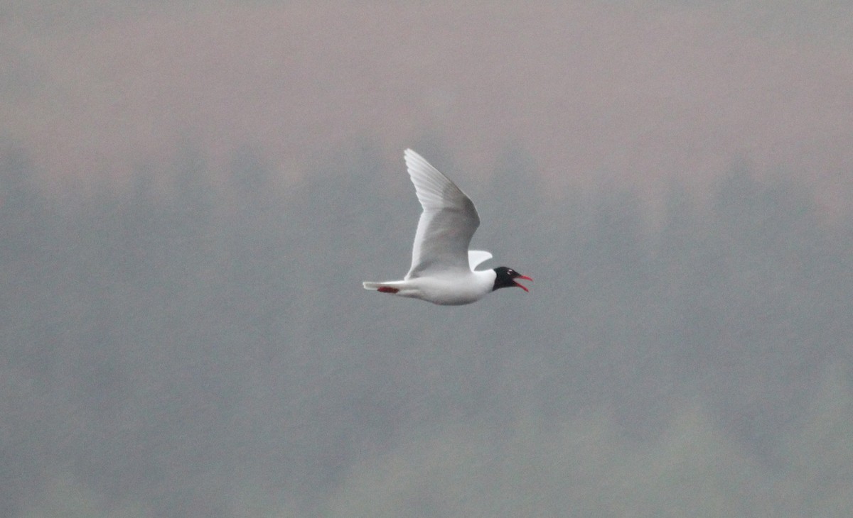 Mediterranean Gull - Alexander Lees