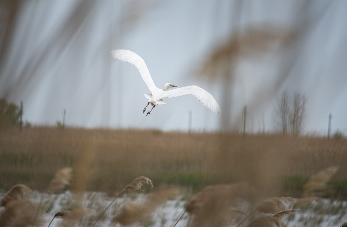 Great Egret - Lena Gurdina