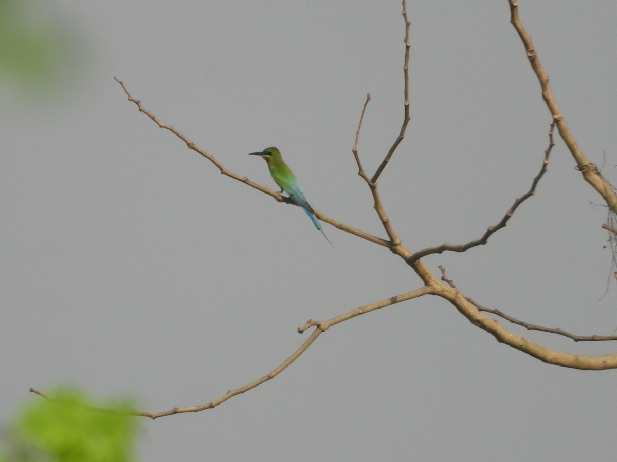 Blue-tailed Bee-eater - ML618255599