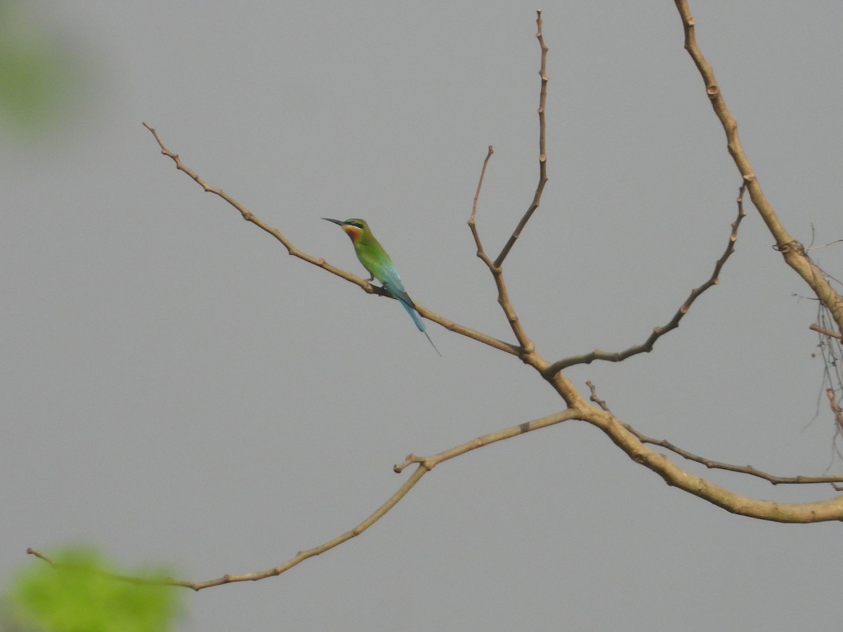 Blue-tailed Bee-eater - ML618255600