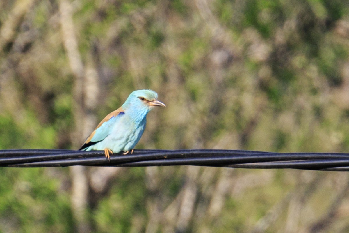 European Roller - Mayca Martí