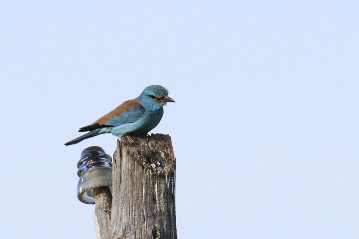 European Roller - Mayca Martí