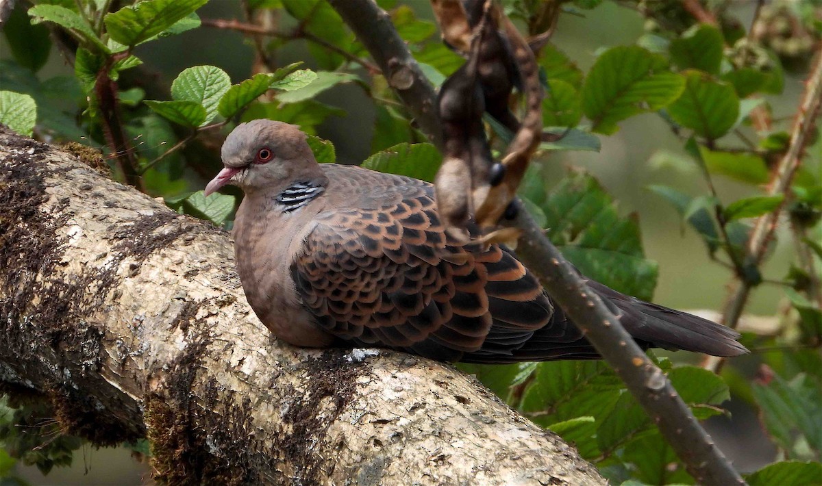 Oriental Turtle-Dove - Beena Menon