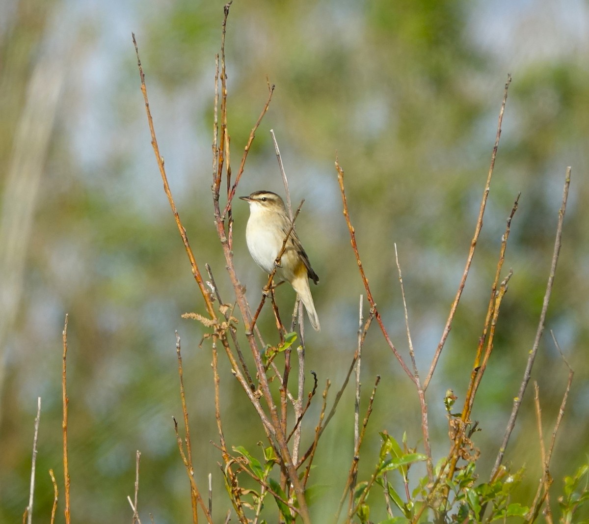 Sedge Warbler - Bernard Varesi