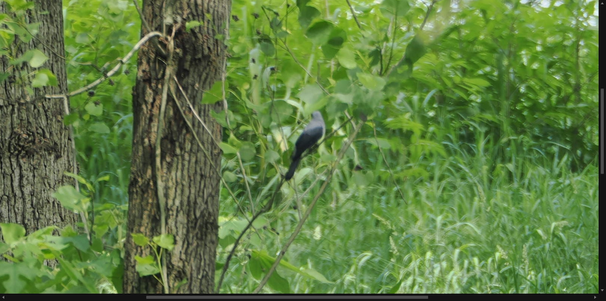 Black-winged Cuckooshrike - Ida Chan