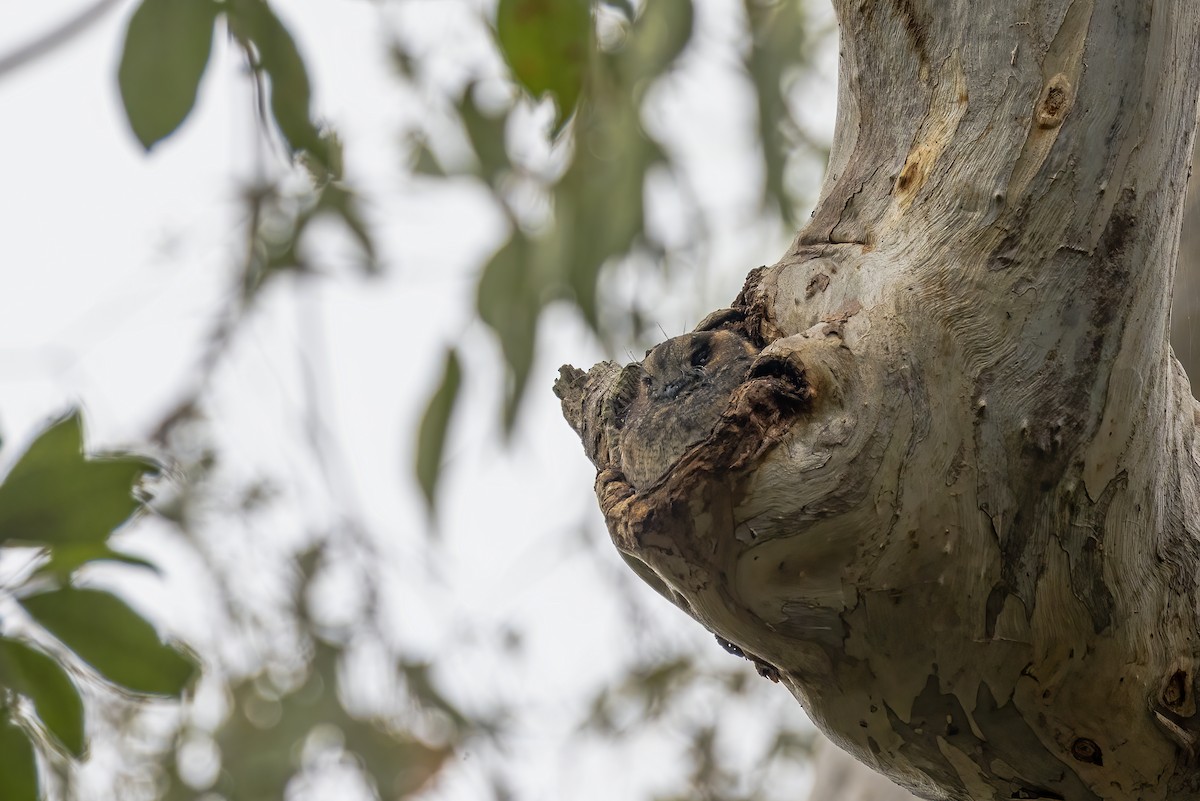 Australian Owlet-nightjar - Jill Duncan &  Ken Bissett