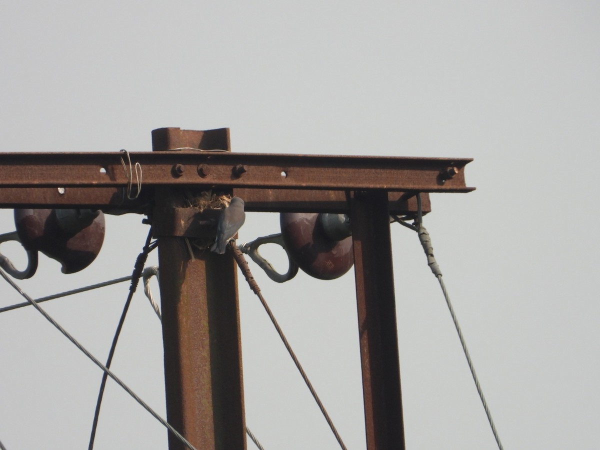 Ashy Woodswallow - Chaiti Banerjee