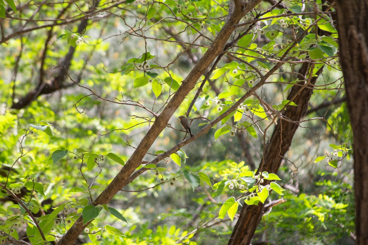 Taiga Flycatcher - Grady Singleton