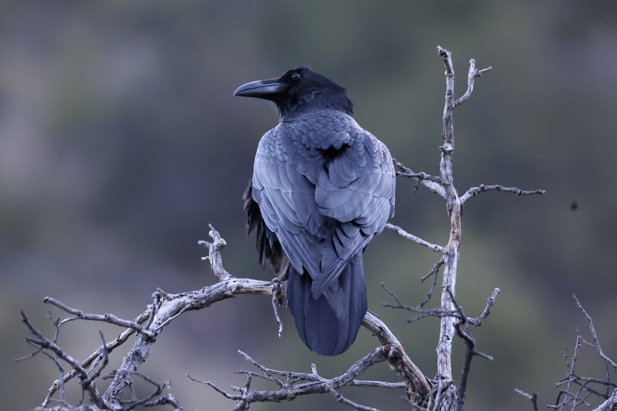 Common Raven - Andrew William