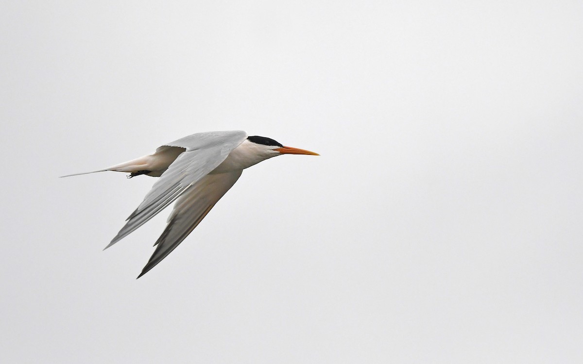 Elegant Tern - ML618255752