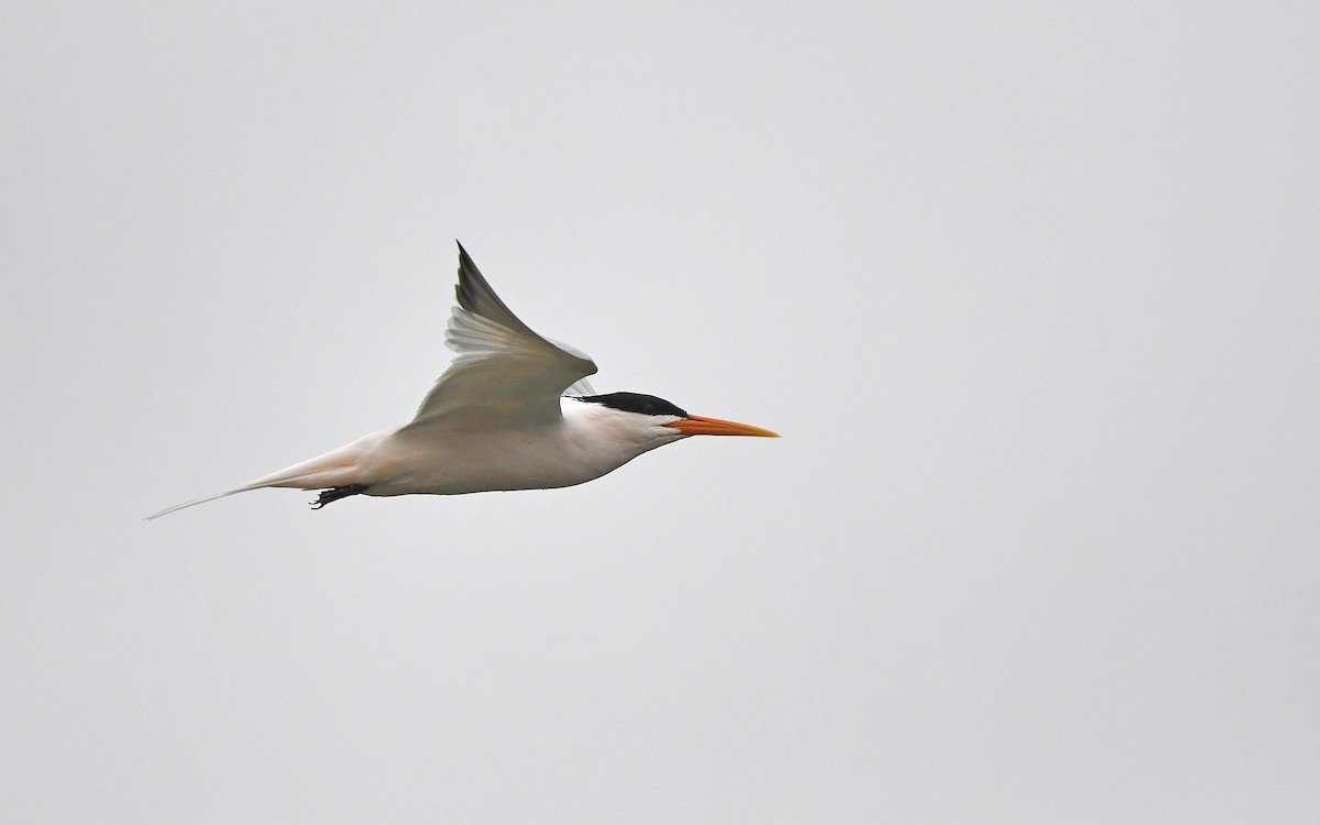 Elegant Tern - ML618255753