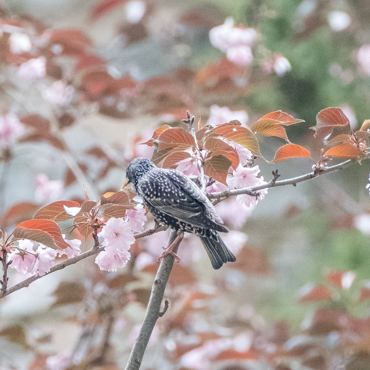 European Starling - Daria Semenova