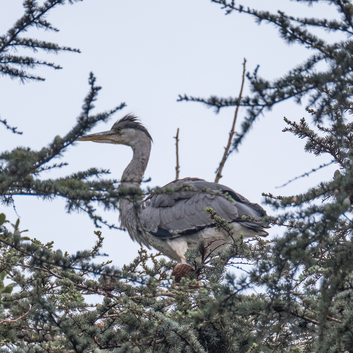 Gray Heron - ML618255765