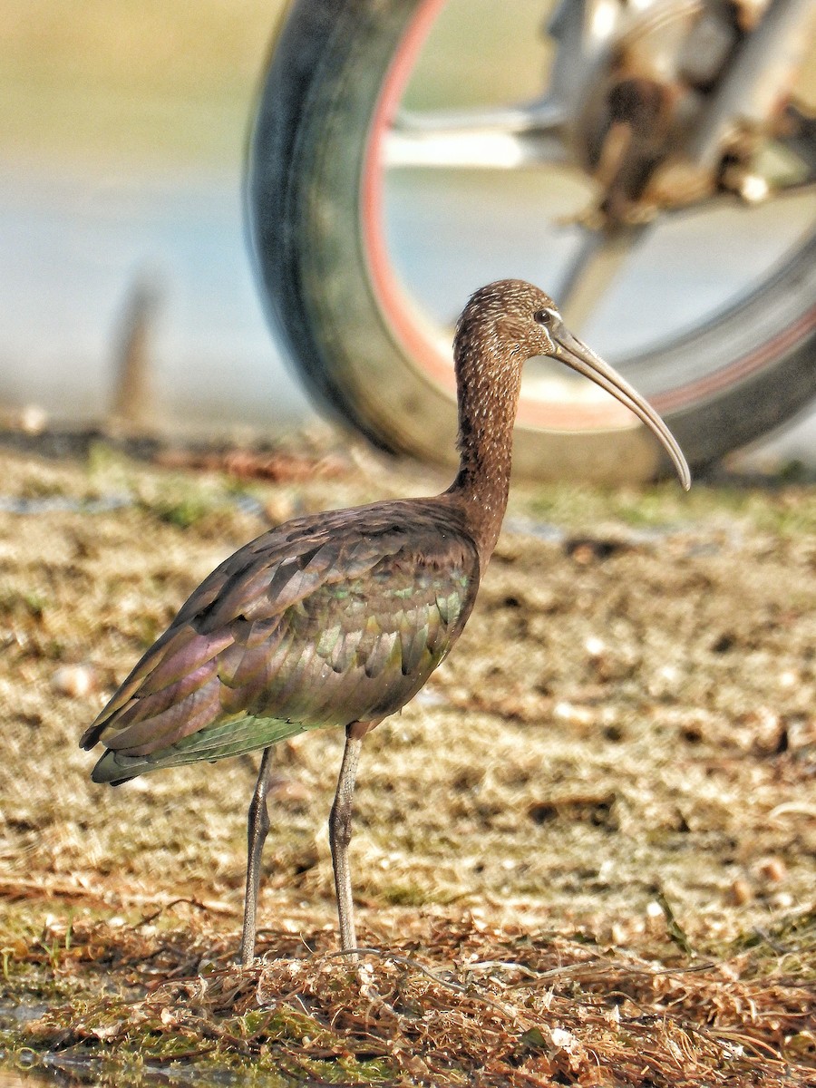 Glossy Ibis - ML618255783