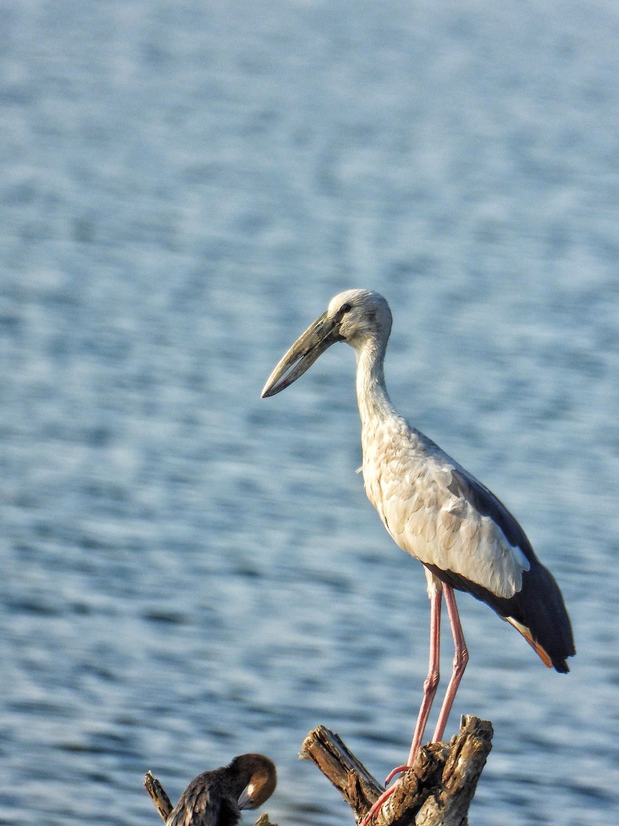 Asian Openbill - Shantanu Borwar