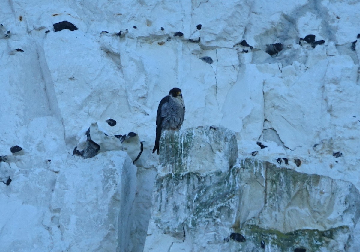 Peregrine Falcon - Bernard Varesi