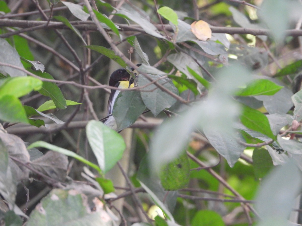 Purple-rumped Sunbird - Chaiti Banerjee