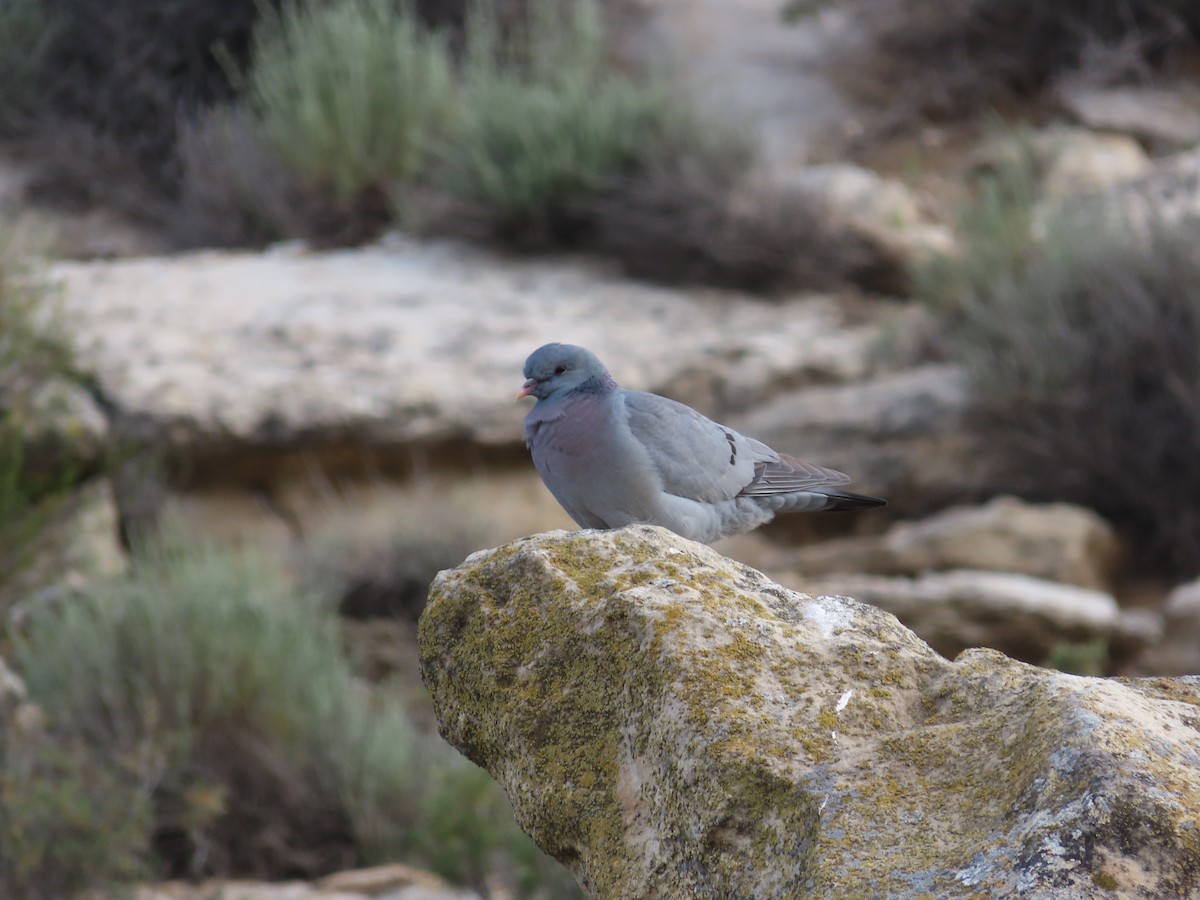 Stock Dove - ML618255807