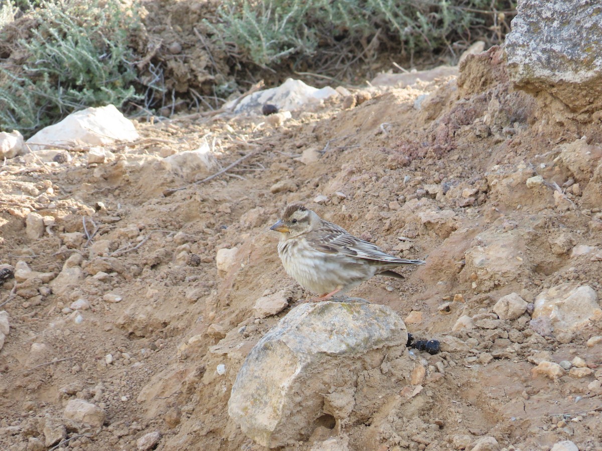 Rock Sparrow - Jose Guerra