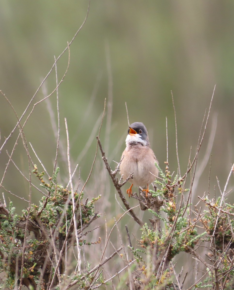 Spectacled Warbler - ML618255823