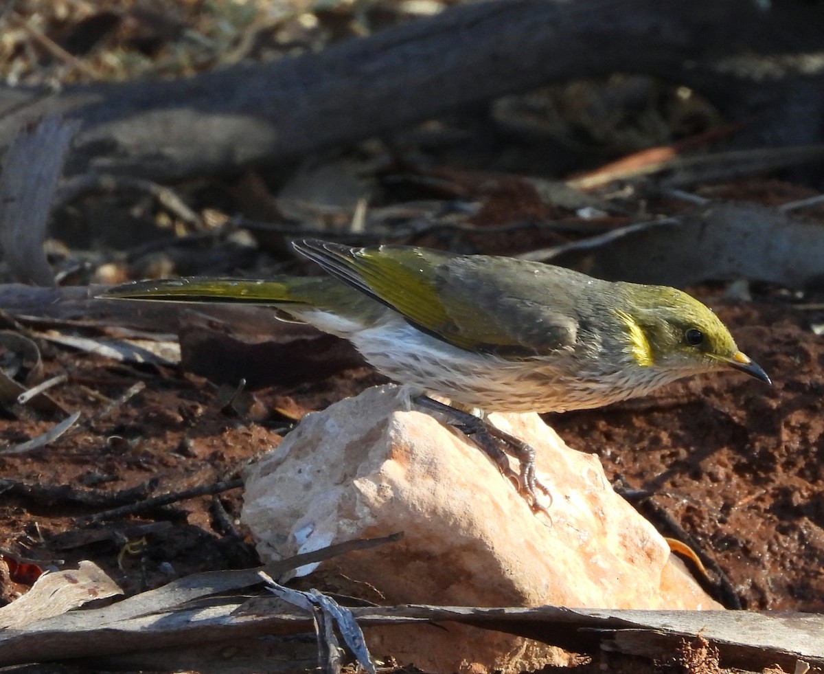 Yellow-plumed Honeyeater - Rodney van den Brink