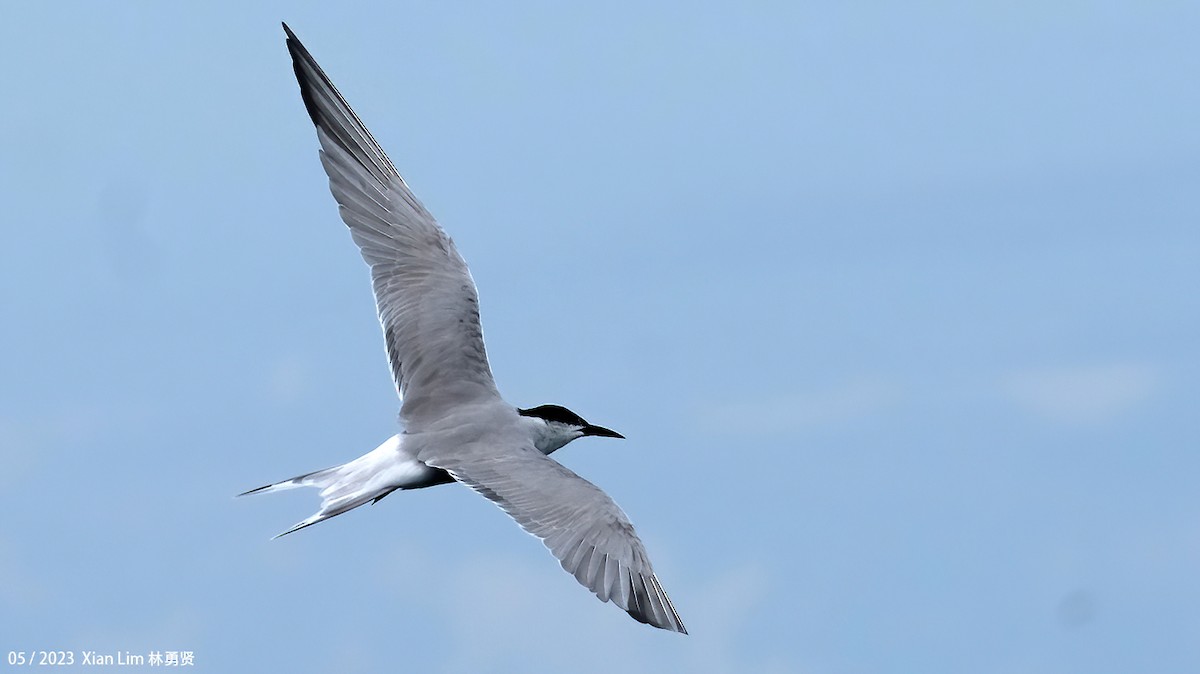 Common Tern - Lim Ying Hien