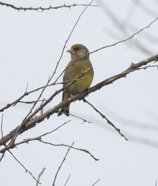 European Greenfinch - Lena Gurdina