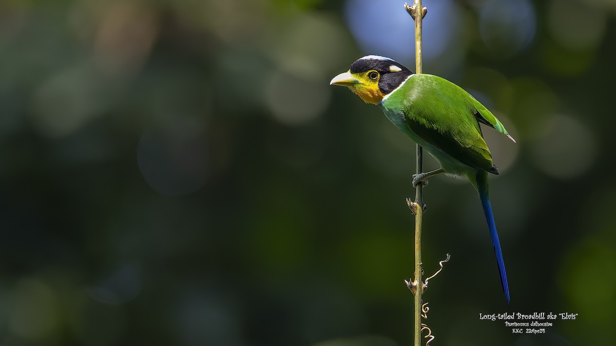 Long-tailed Broadbill - Kenneth Cheong