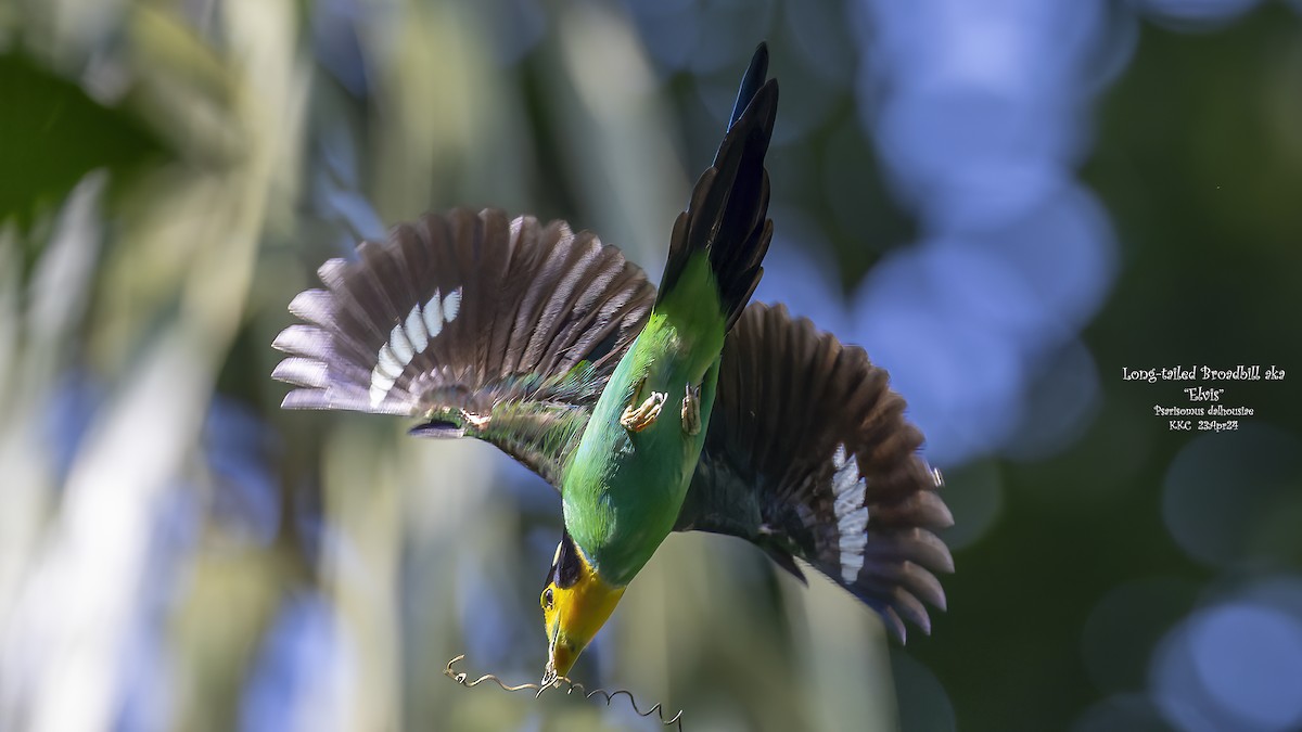 Long-tailed Broadbill - Kenneth Cheong