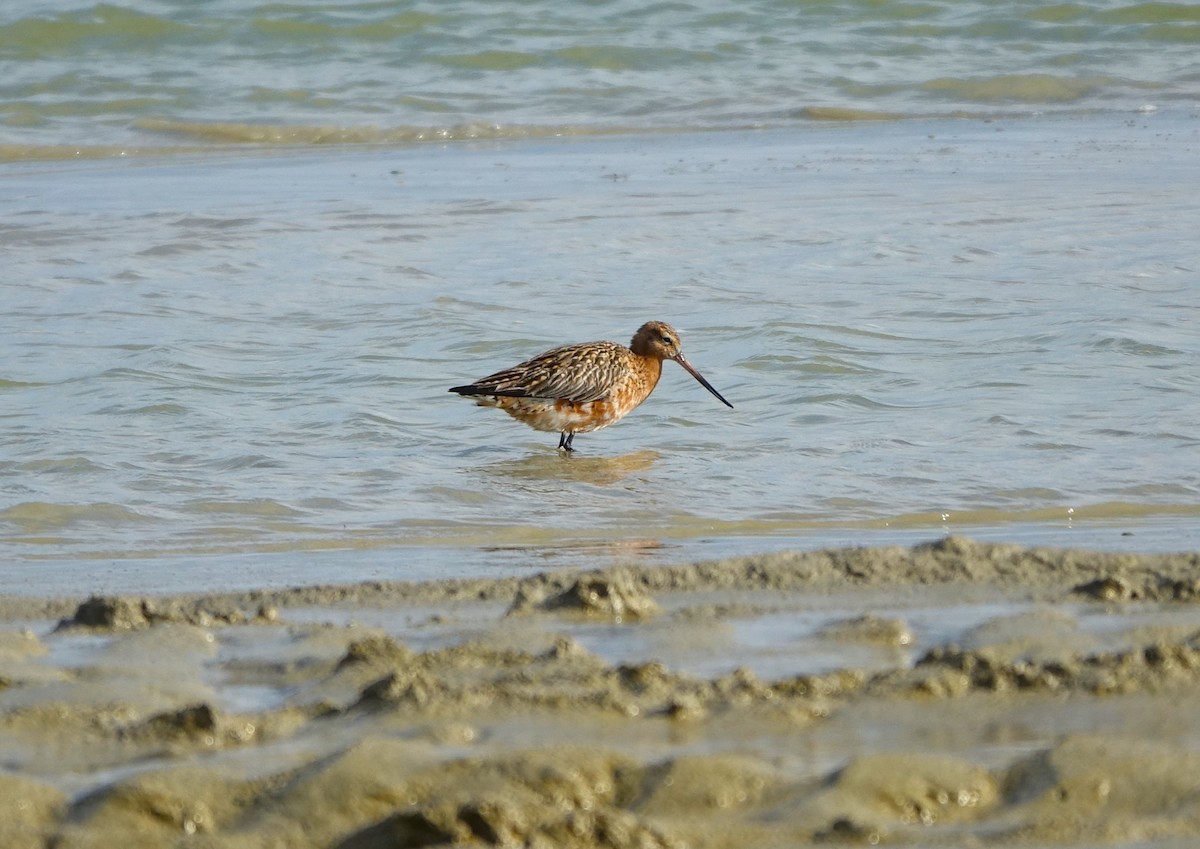 Bar-tailed Godwit - Bernard Varesi