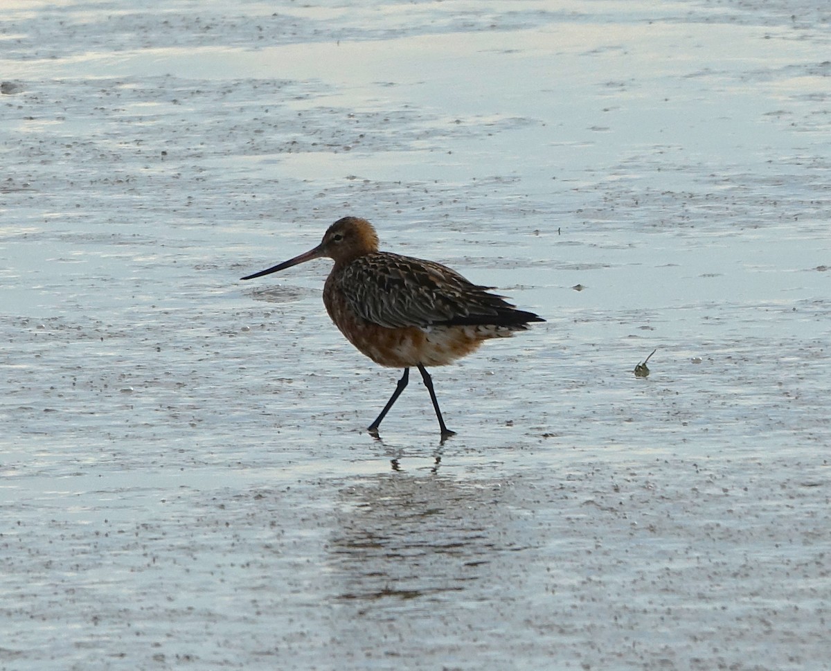 Bar-tailed Godwit - Bernard Varesi