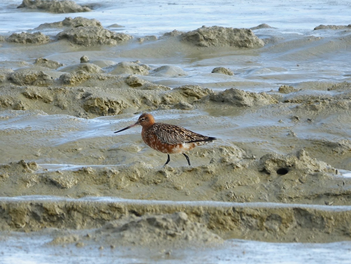 Bar-tailed Godwit - Bernard Varesi