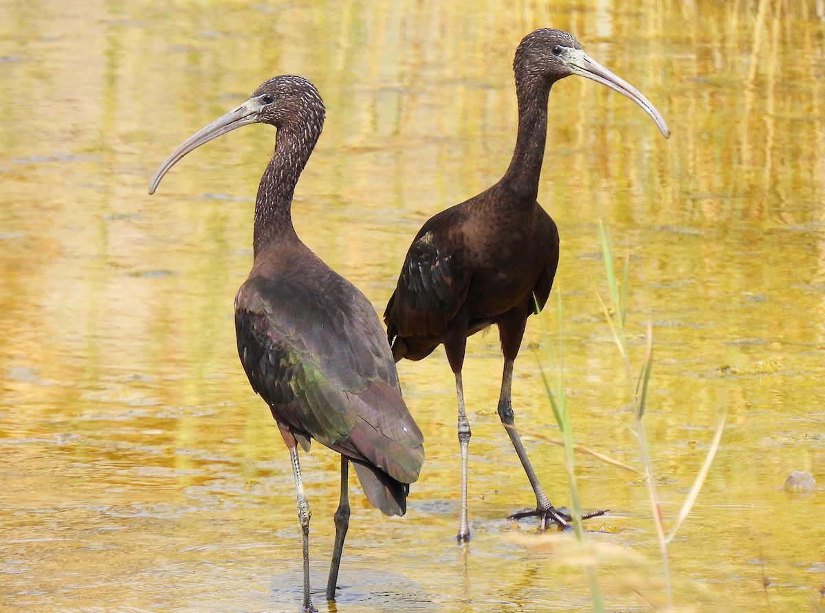 Glossy Ibis - Sadjad Pishnamazzadeh