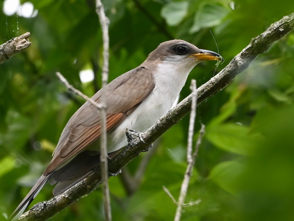 Yellow-billed Cuckoo - Ann Stinely