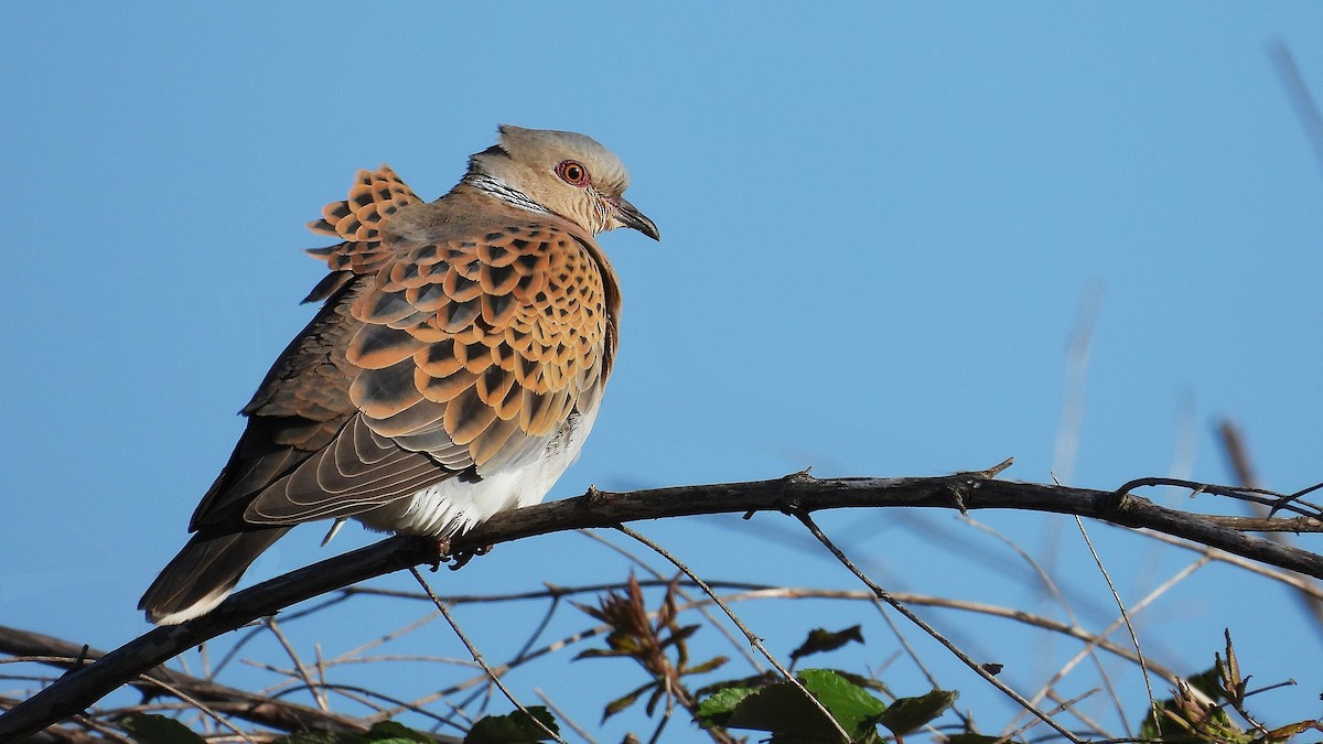 European Turtle-Dove - Rui Jorge