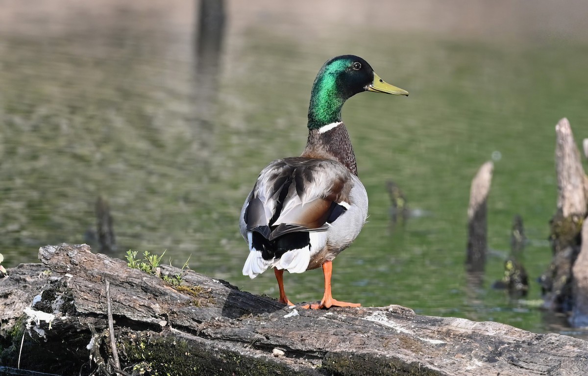 Mallard - ML618255909