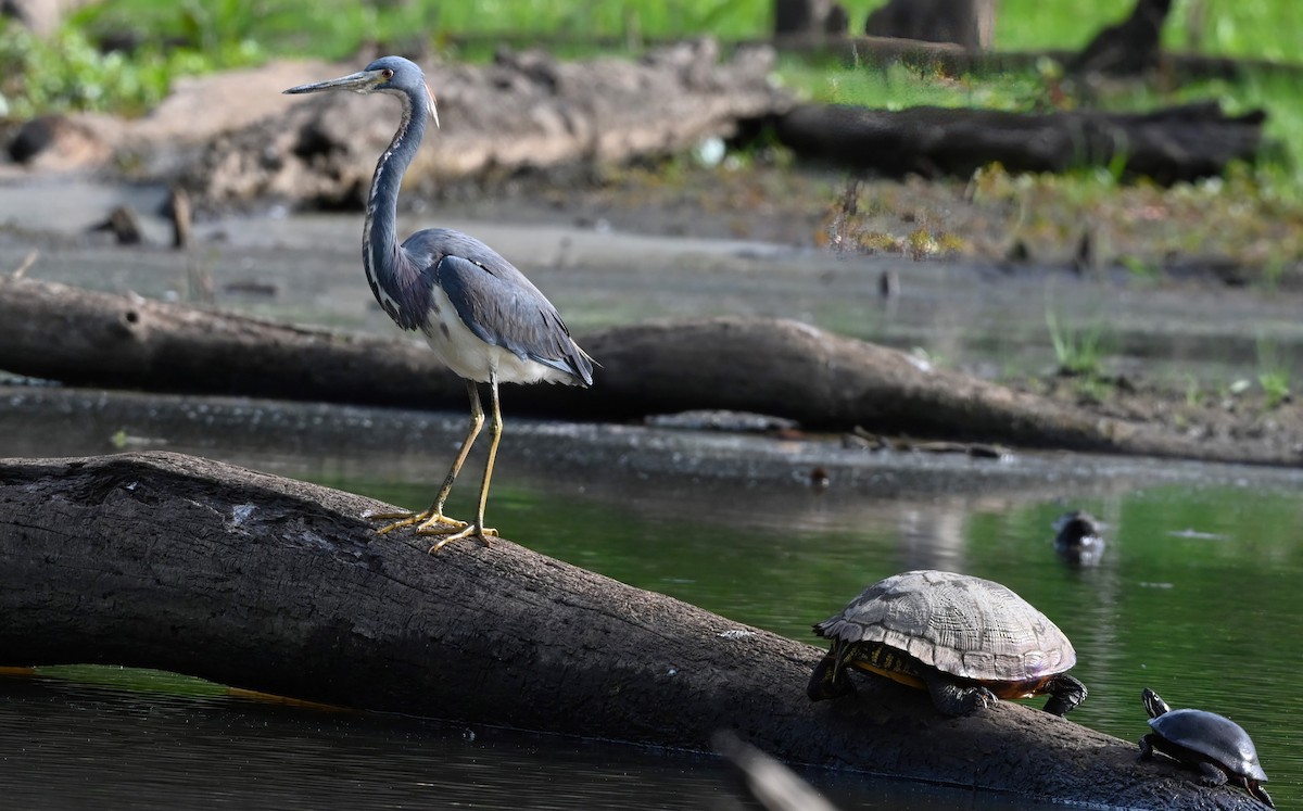 Tricolored Heron - ML618255913