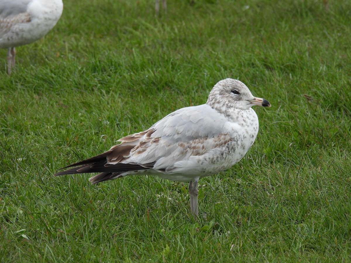 Ring-billed Gull - ML618255917