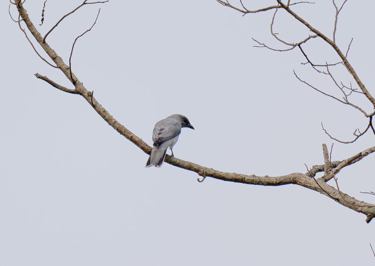 Large Cuckooshrike - Antonio Ceballos Barbancho