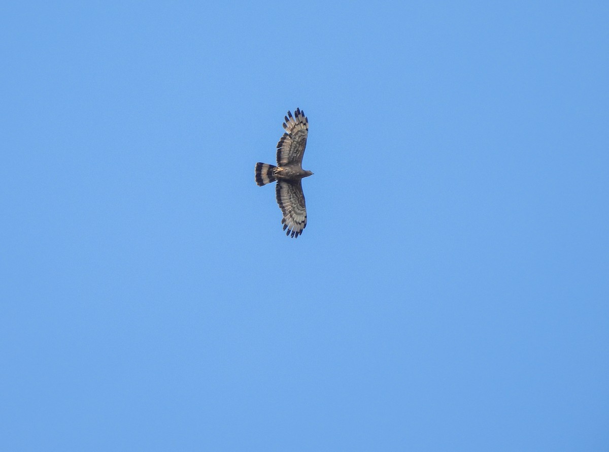 Oriental Honey-buzzard - Shree Raksha